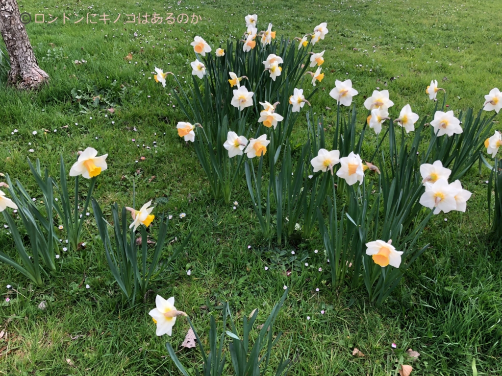 ロンドンの公園に咲いた白いラッパ水仙